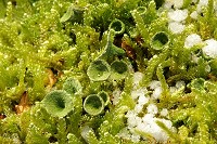 Cladonia sp. Lichen