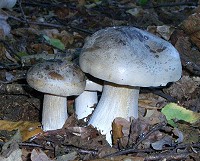 Clouded Agaric - Clitocybe nebularis