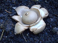 Collared Earthstar - Geastrum triplex