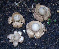 Collared Earthstar - Geastrum triplex