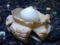 Collared Earthstar - Geastrum triplex