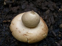 Collared Earthstar - Geastrum triplex