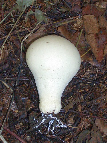 common-puffball-1.jpg