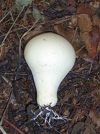 Common Puffball - Lycoperdon perlatum