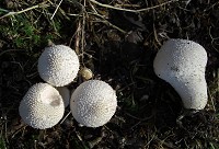 Common Puffball - Lycoperdon perlatum