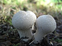 Common Puffball - Lycoperdon perlatum