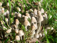 Fairies Bonnets Mushrooms - Coprinus disseminatus