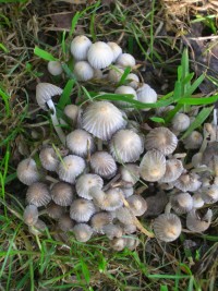 Fairies Bonnets Mushrooms - Coprinus disseminatus