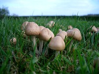 Fairy Ring Mushroom - Marasmius Oreades