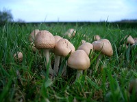 fairy ring mushroom fungus appearing country english garden marasmius oreades edible