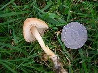 Fairy Ring Mushroom - Marasmius Oreades