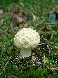 False Death Cap - Amanita citrina