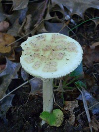 False Death Cap - Amanita citrina
