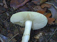 False Death Cap - Amanita citrina