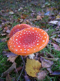 Fly Agaric - Amanita muscaria