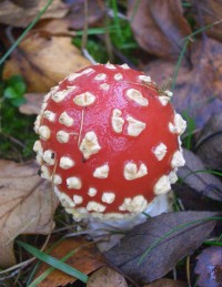 Fly Agaric - Amanita muscaria