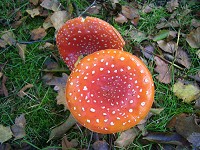 Fly Agaric - Amanita muscaria