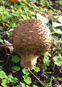 Freckled Dapperling - Lepiota aspera