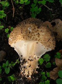 Freckled Dapperling - Lepiota aspera