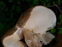 Freckled Dapperling - Lepiota aspera