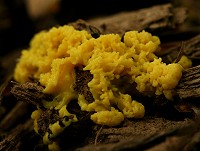 Dog's Vomit Slime Mould - Fuligo Septica