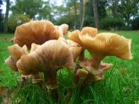 Unidentified Fungus