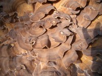 Giant Polypore - Meripilus giganteus