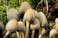 Glistening Ink Cap - Coprinus micaceus