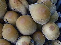 Glistening Ink Cap - Coprinus micaceus