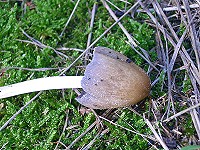 Glistening Ink Cap - Coprinus micaceus