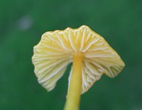 Glutinous Waxcap - Hygrocybe glutinipes