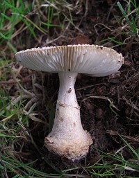 Grey Spotted Amanita - Amanita excelsa var. spissa