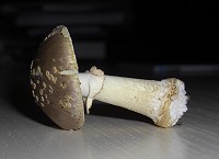 Grey Spotted Amanita - Amanita excelsa var. spissa