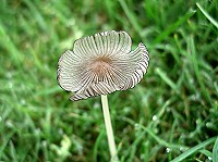 Hare's Foot Inkcap - Coprinus lagopus