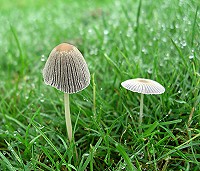 Hare's Foot Inkcap - Coprinus lagopus