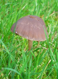 Haymaker's Mushroom - Panaeolina foenisecii