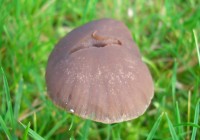 Haymaker's Mushroom - Panaeolina foenisecii
