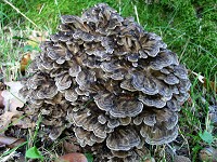 Hen of the Woods - Grifola frondosa