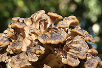 Hen of the Woods - Grifola frondosa