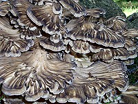 Hen of the Woods - Grifola frondosa