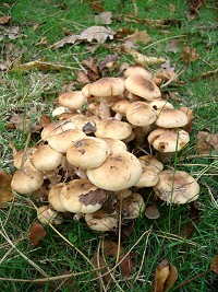 Honey Fungus - Armillaria mellea