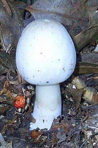 Horse Mushroom - Agaricus arvensis