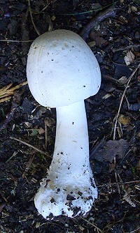 Horse Mushroom - Agaricus arvensis