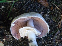 Horse Mushroom - Agaricus arvensis