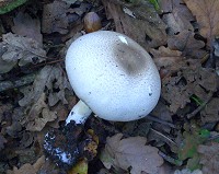 Inky Mushroom - Agaricus moelleri