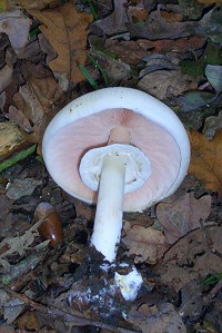 Inky Mushroom - Agaricus moelleri