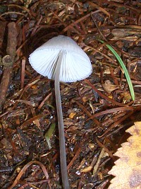 Iodine Bonnet - Mycena filopes