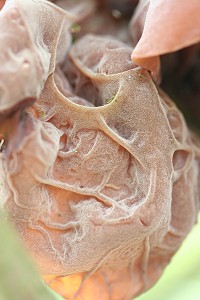 Jew's Ear - Auricularia auricula-judae 