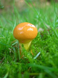 Larch Bolete - Suillus grevillei