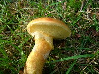 Larch Bolete - Suillus grevillei